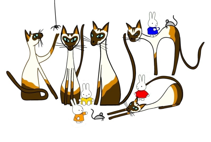 Cats and Mifty