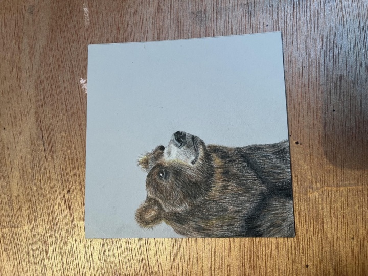 Bear