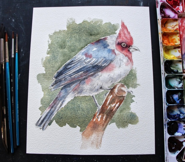 Watercolor Red Crested Cardinal