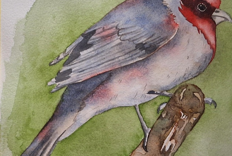 Red crested cardinal