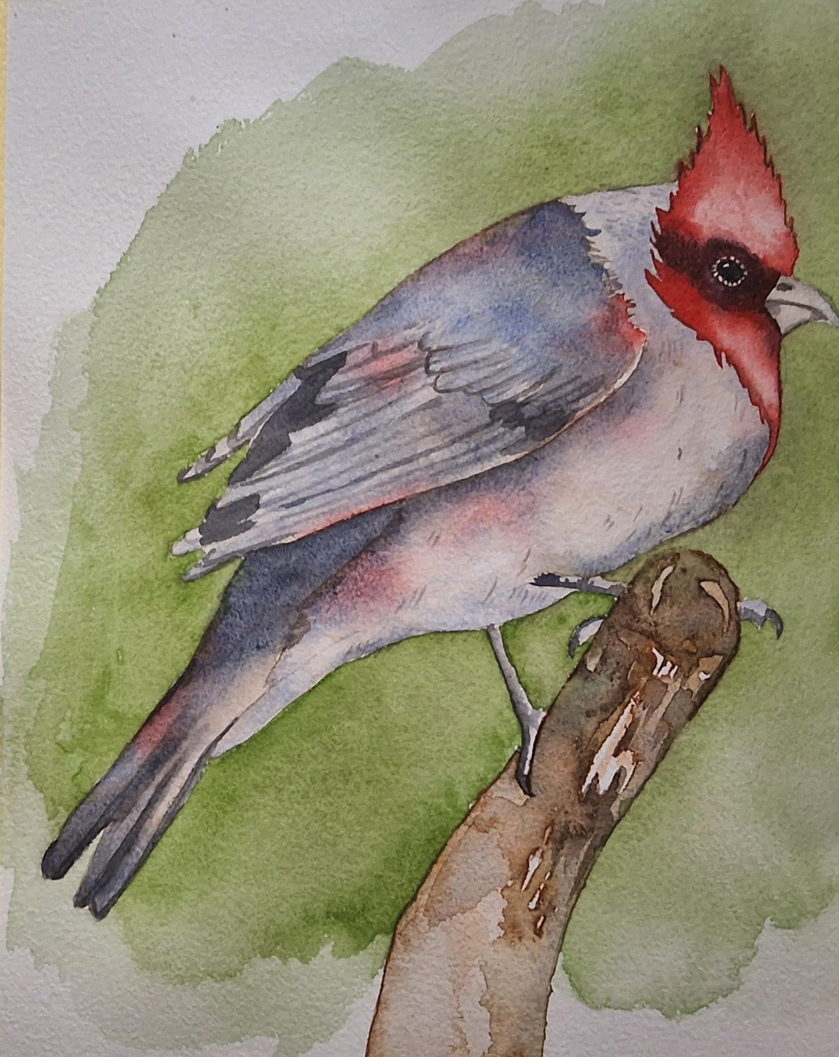 Red crested cardinal - student project