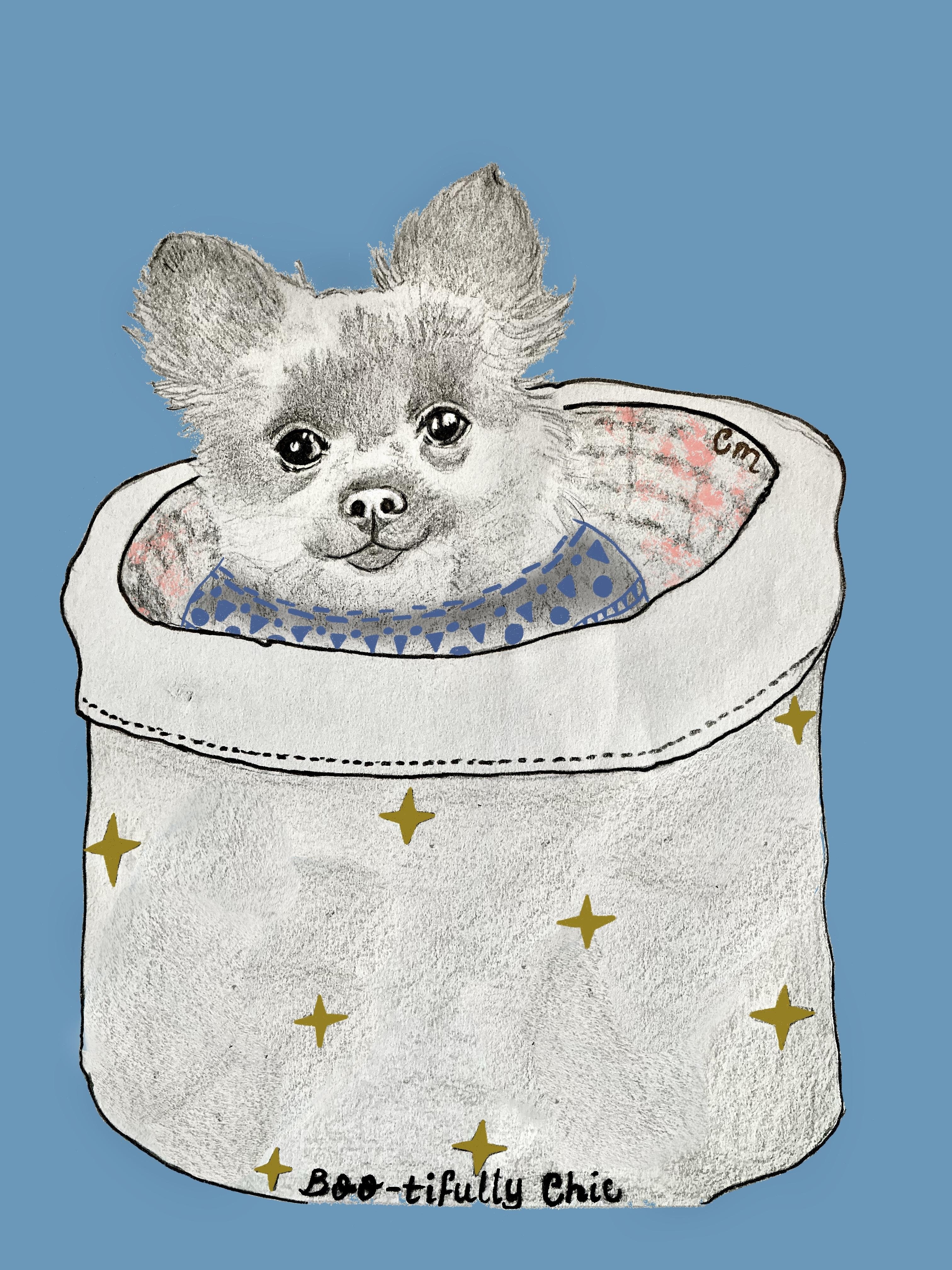 Long haired chihuahua - student project