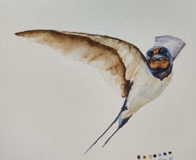 Watercolor Barn Swallow - a class with Paul Cheney