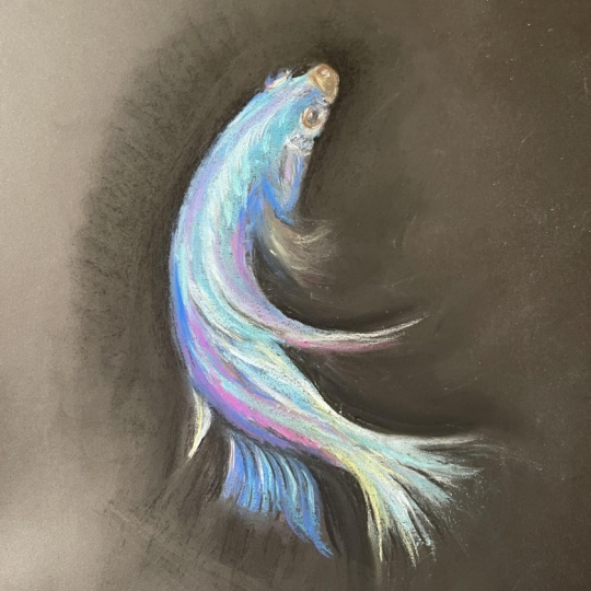 First ever pastel study - beta fish
