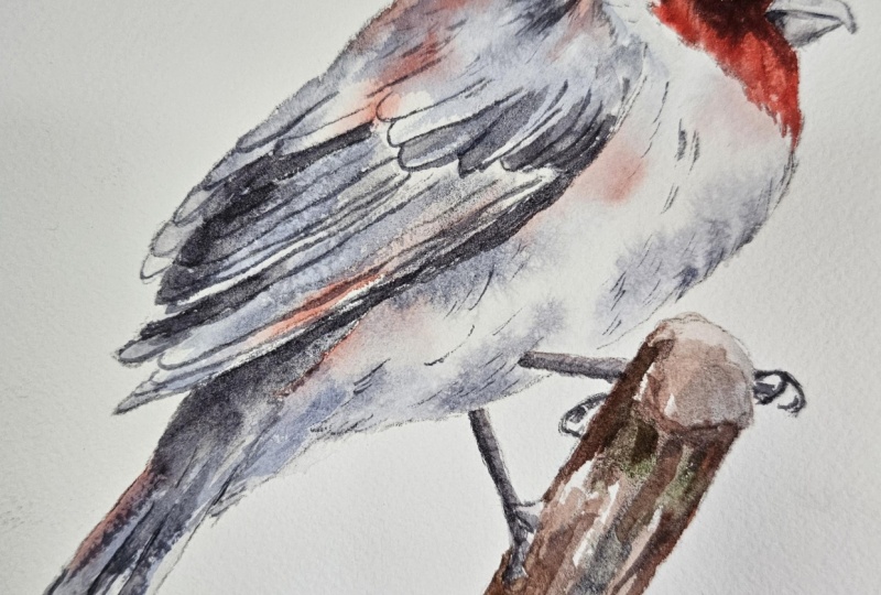 Red crested cardinal