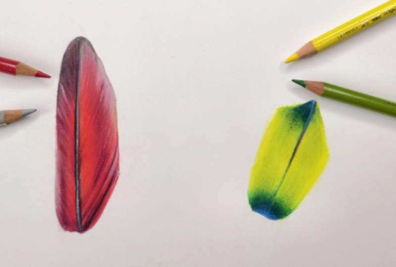 Macaw Feather Study