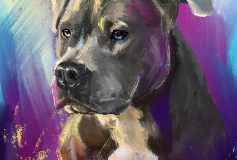 Abstract pitbull