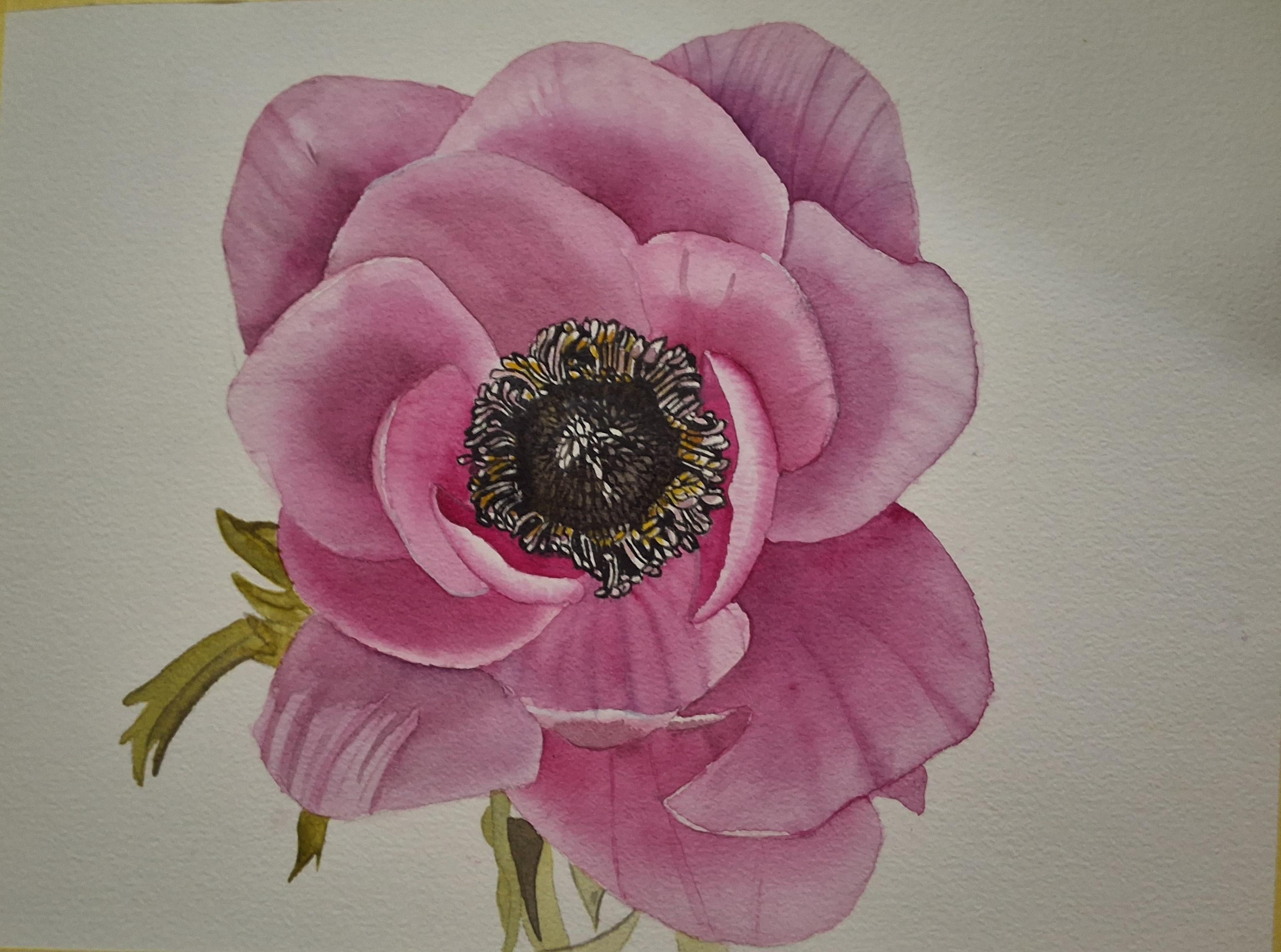 Pink Anemone - student project