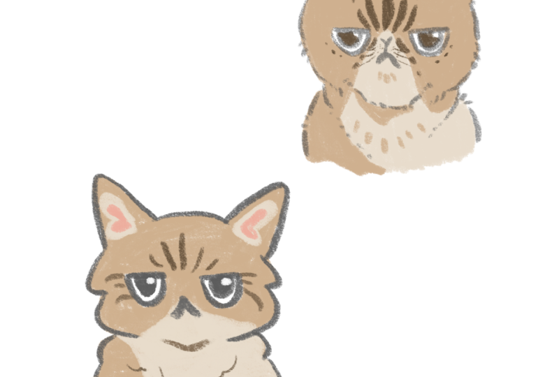 Cute cattos and experimenting styles