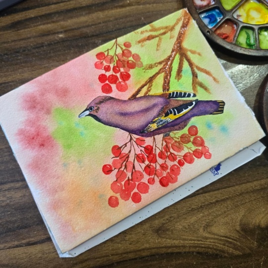 Bohemian waxwing🪽