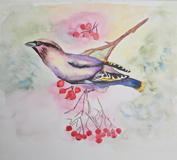 Bohemian waxwing bird
