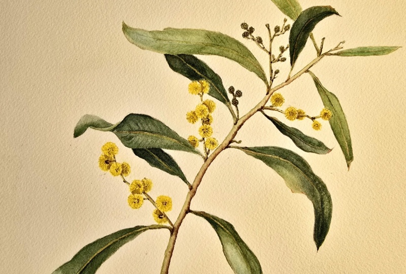 Golden Wattle