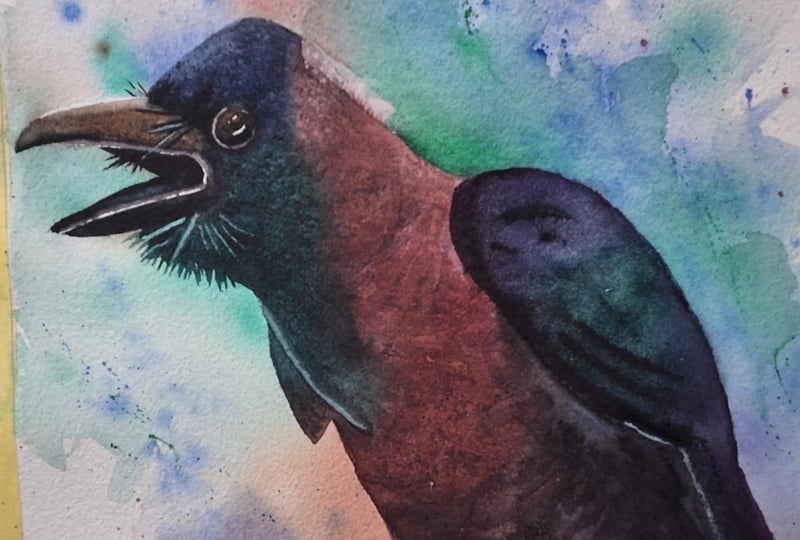 Colourful Crow