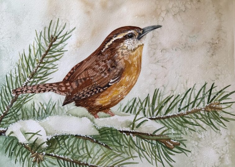 Winter Wren