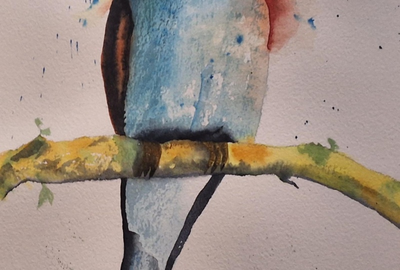 Bee eater