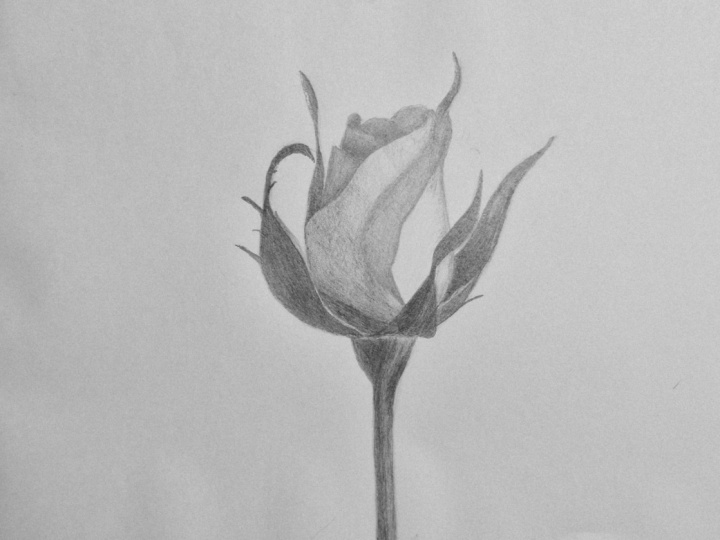 drawing a rose