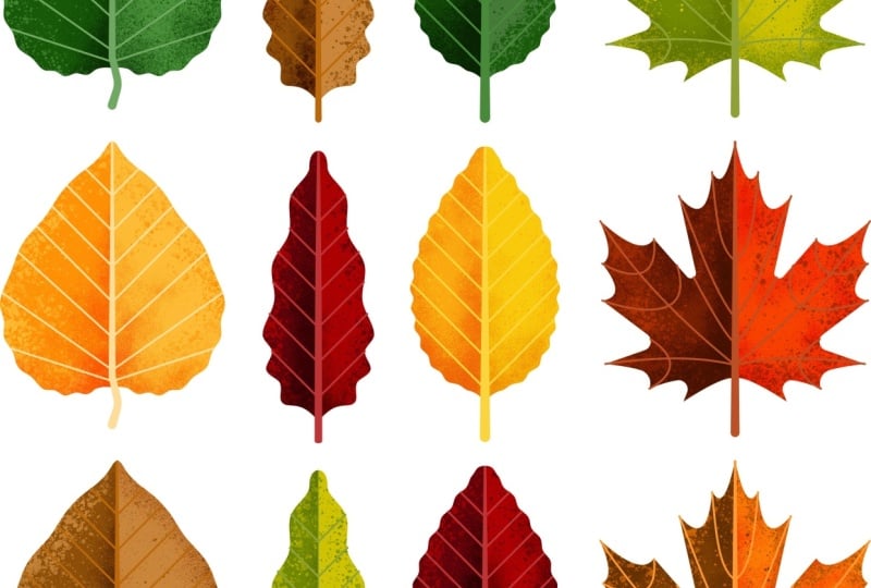 Fall Themed Animation