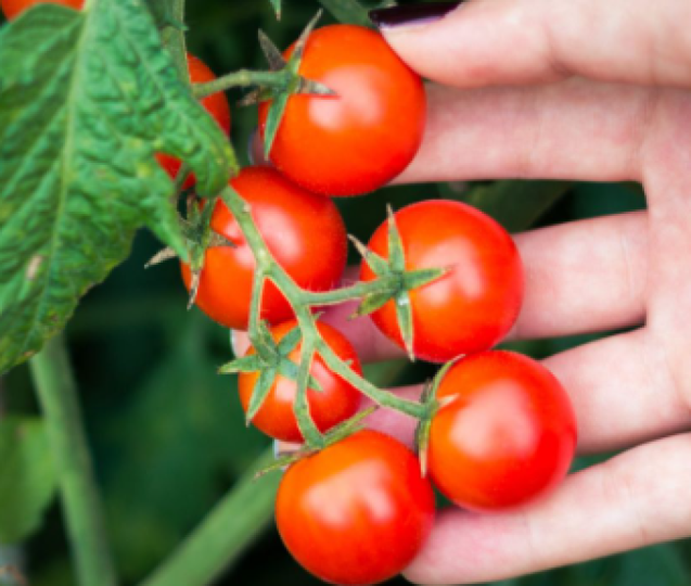Malaysia Red tomato