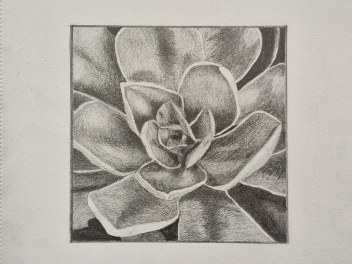 Shading a succulent