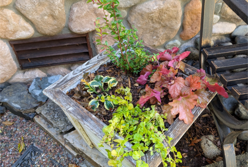 Shady Pacific Northwest Container