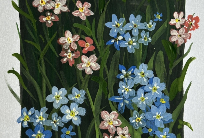 Forget-me-not