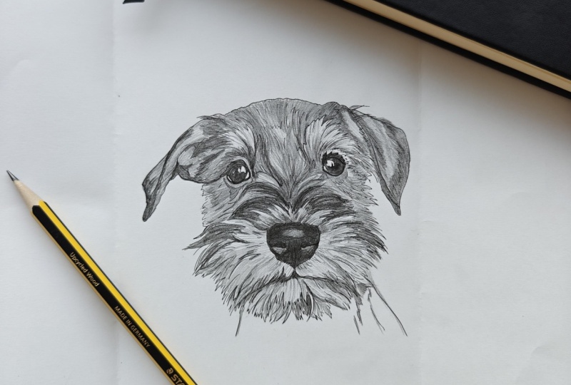 Schnauzer