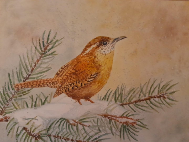 bird in the snow
