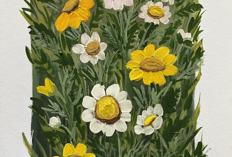 Daisy