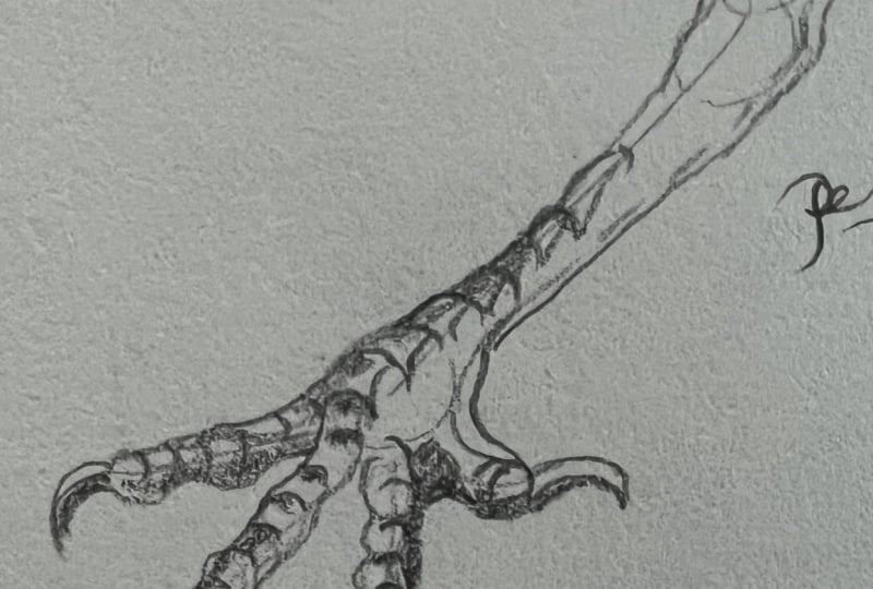 Perching Bird Foot