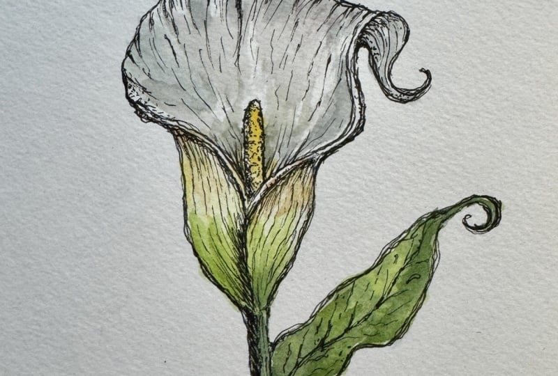 Botanicals: Calla Lily