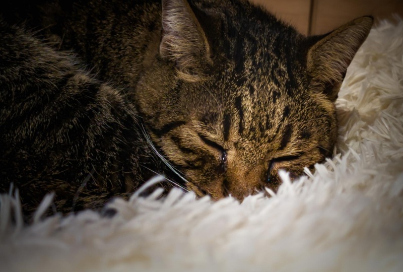 Sleeping cat