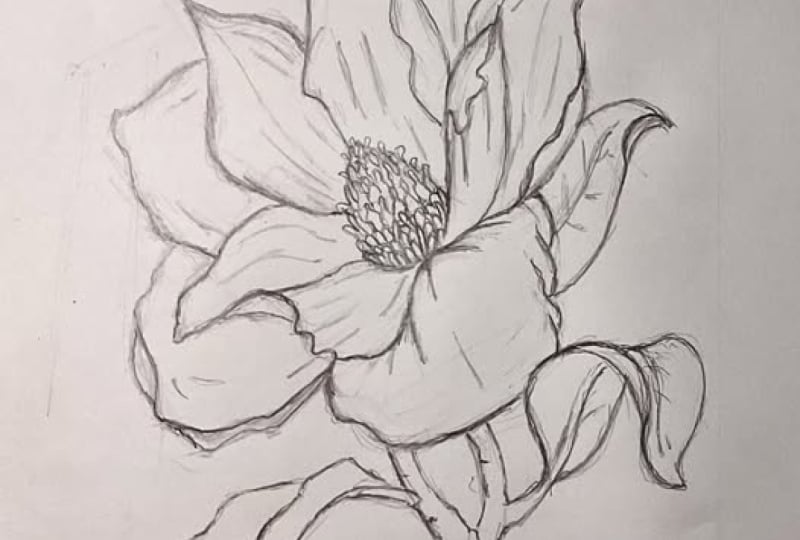 Magnolia