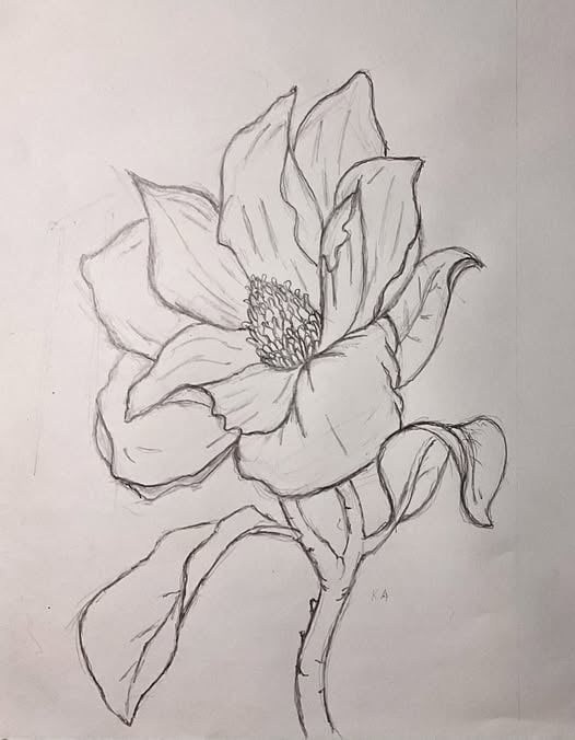 Magnolia - student project