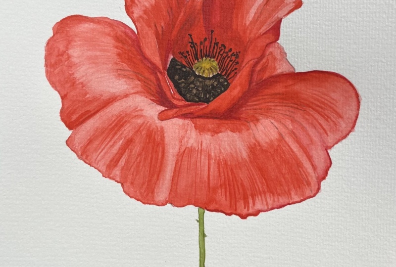 Watercolour Poppy