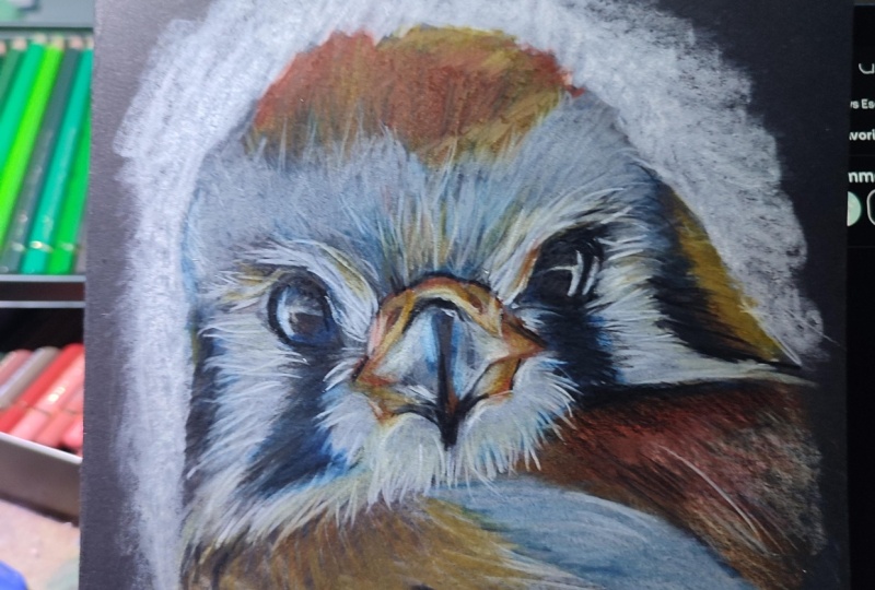 Color pencil 🐦