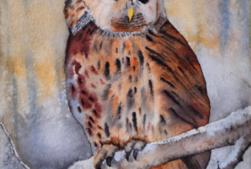 Winter owl.