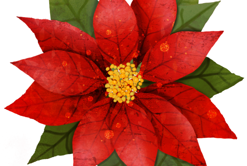 Poinsettia