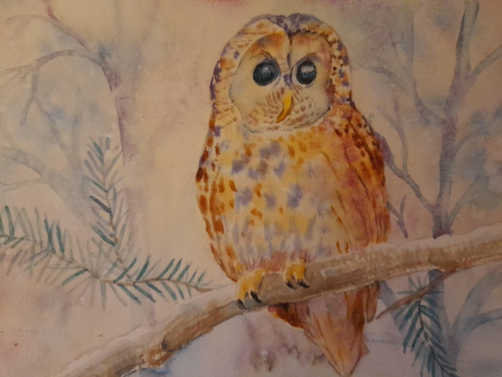 owl