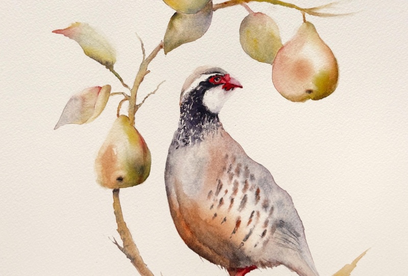 Partridge in a Pear Tree