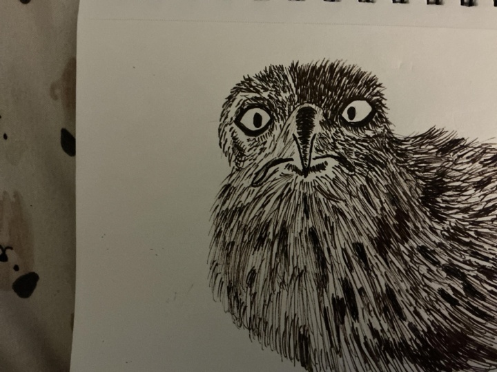 Hawk