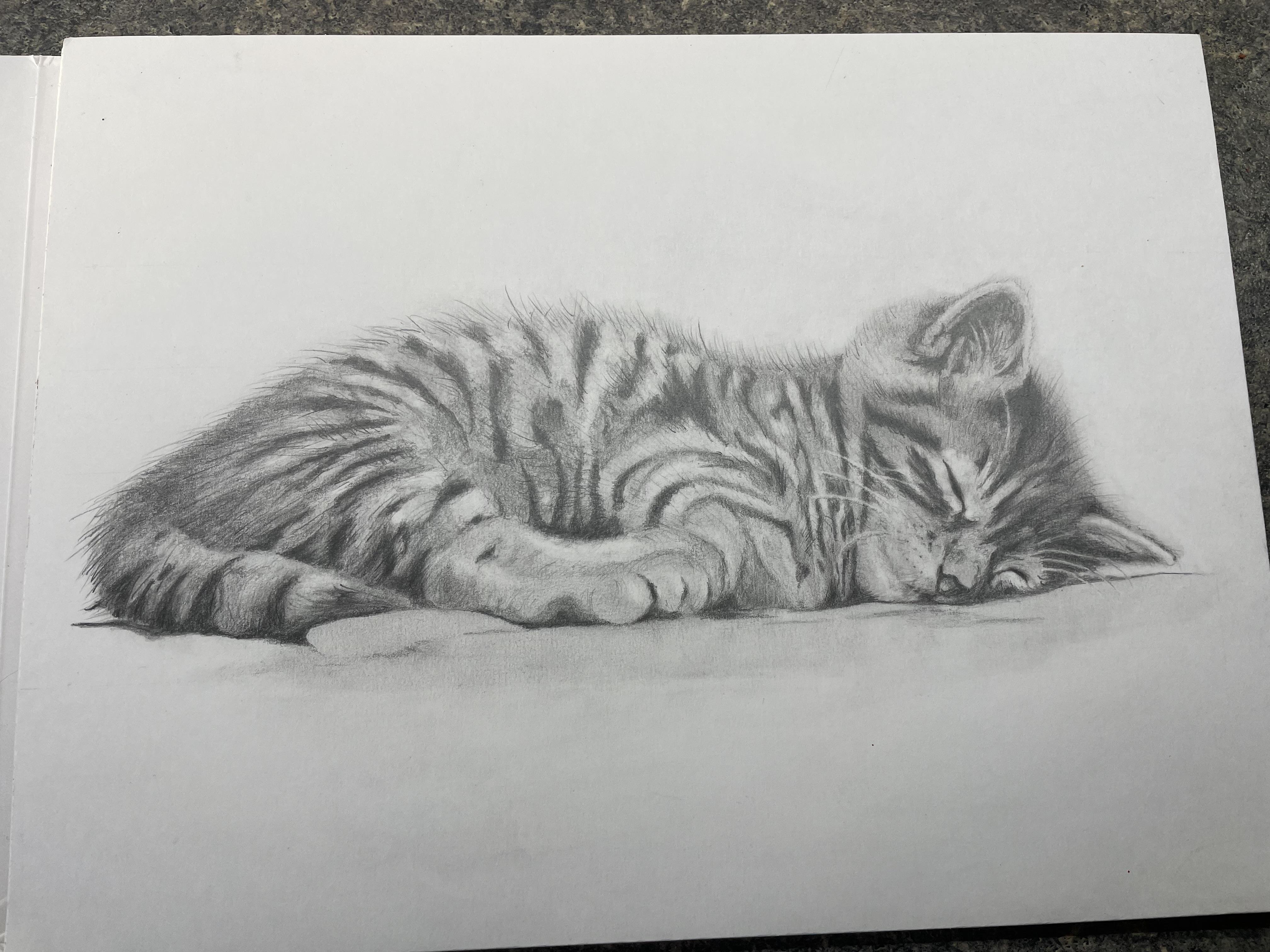 Drawing fur with graphite - student project