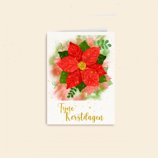 Poinsettia