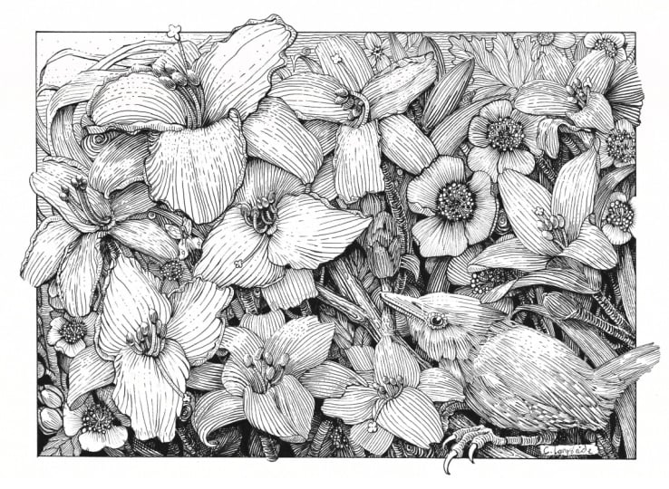 The Lily Garden in Pen & Ink