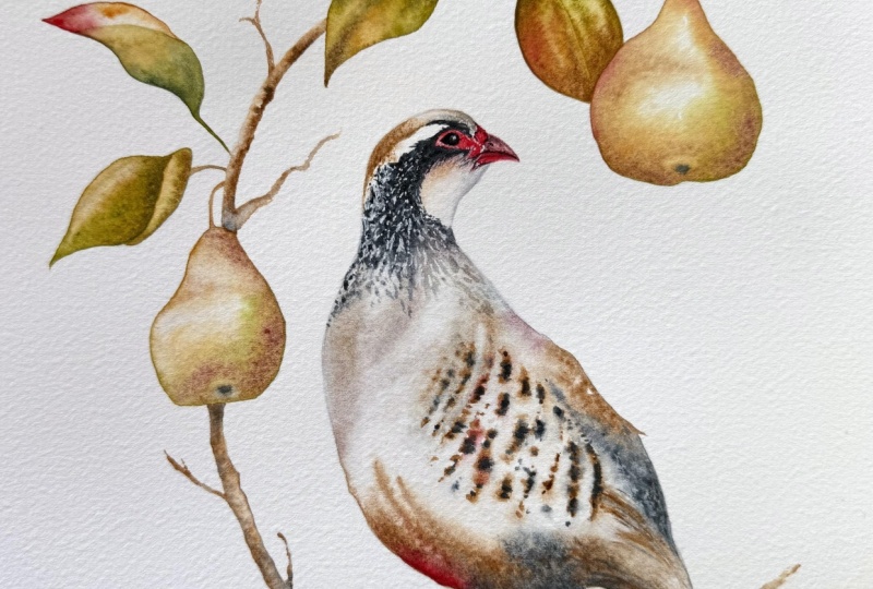 Partridge in a Pear Tree
