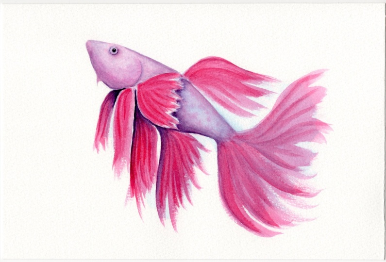 Betta Fish Watercolour