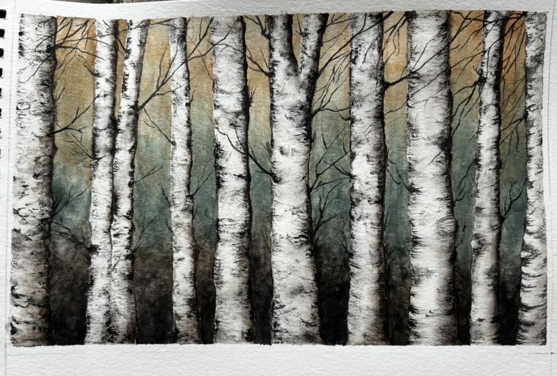 Birch trees