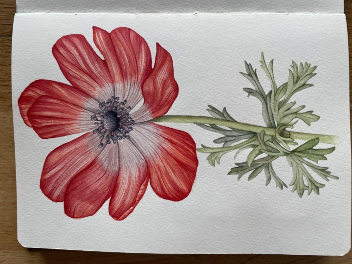 Watercolour anenome