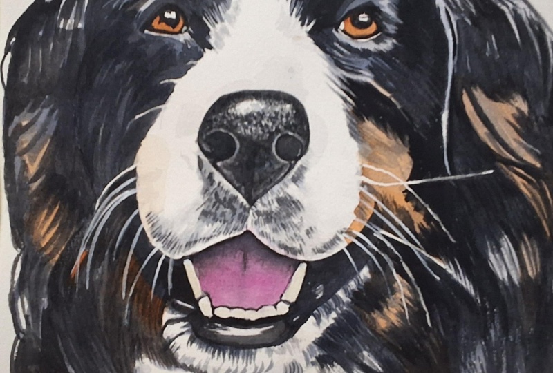 BERNESE MOUNTAIN DOG