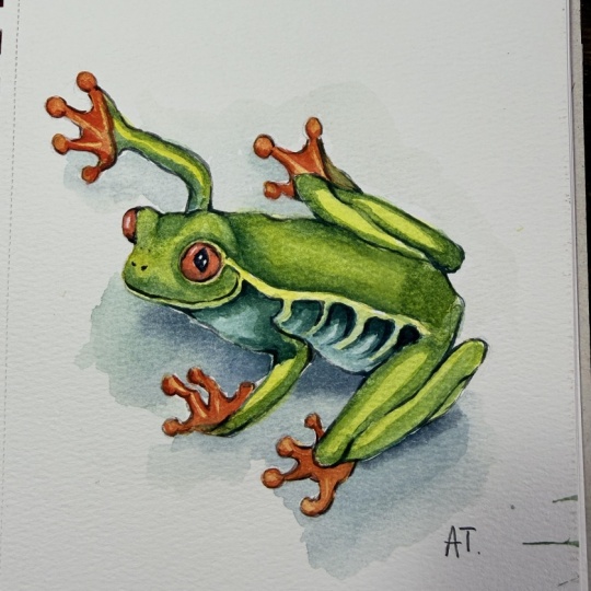 Vibrant Tree Frog