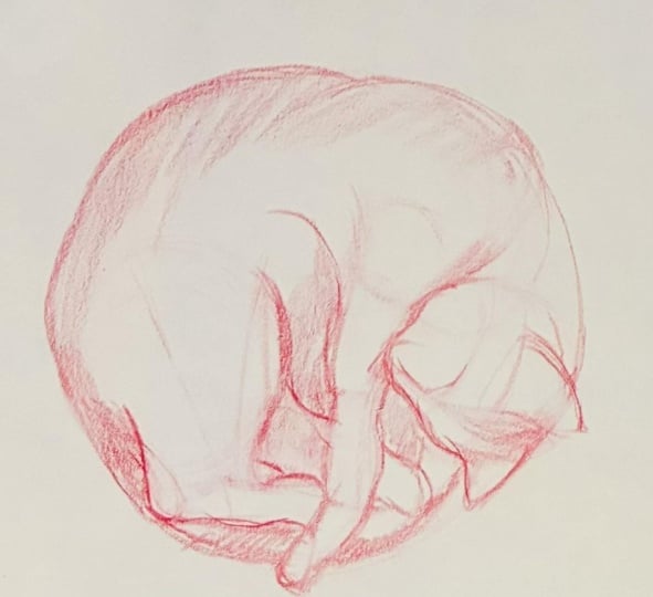 Plehtora of Cat Poses